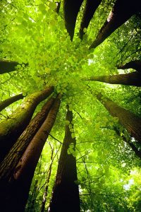 La vie énergie dans la nature